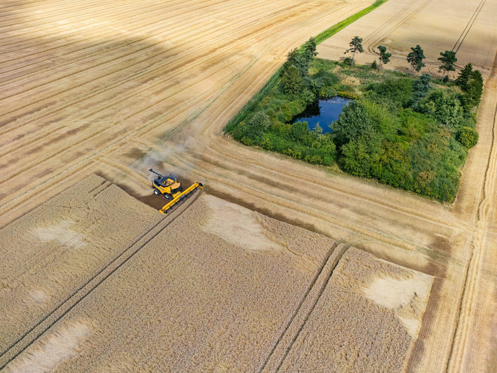 Yellow combine harvester working in a golden wheat field